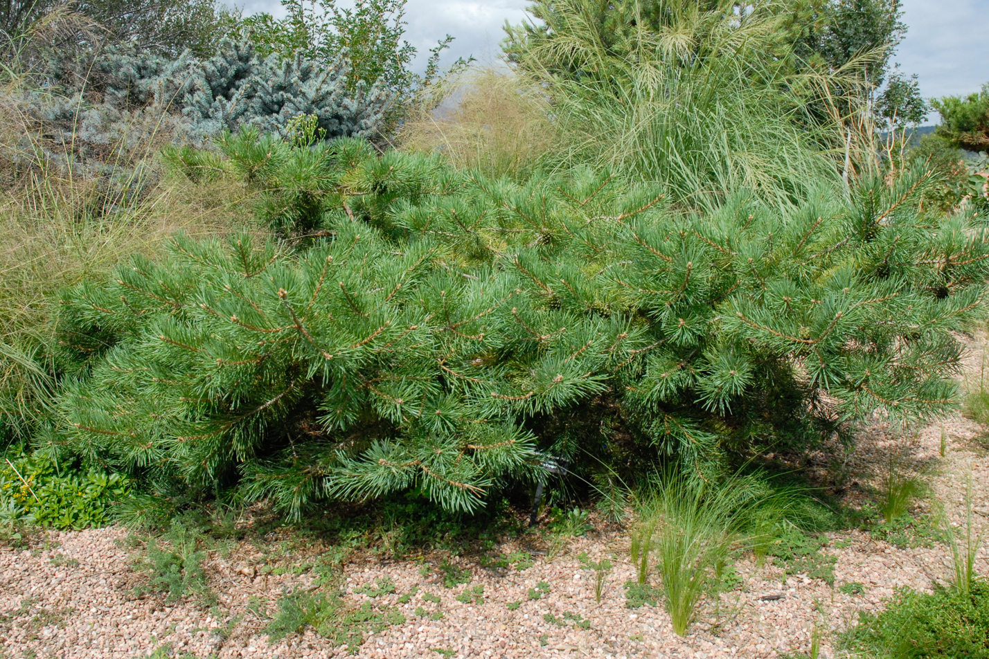Hillside Creeper Pine